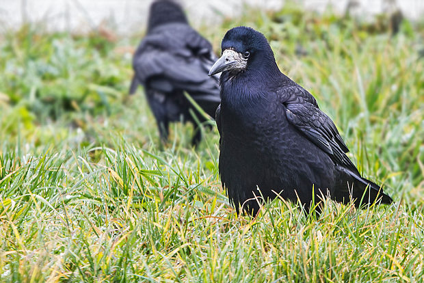 havran čierny Corvus frugilegus