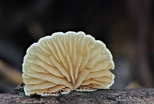 pahliva Crepidotus sp.