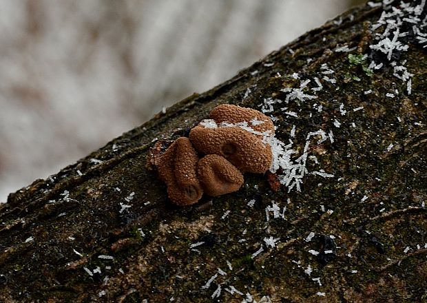 dutinovka otrubnatá Encoelia furfuracea (Roth) P. Karst.