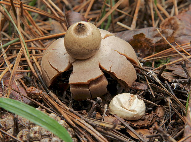 hviezdovka červenkastá Geastrum rufescens Pers.