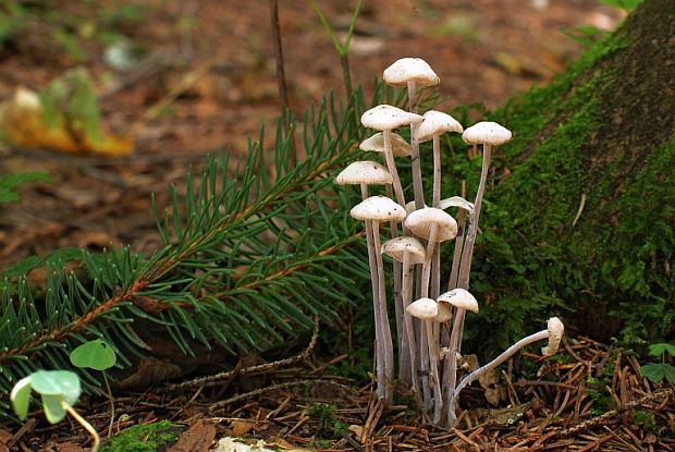 peniazovka trsovitá Gymnopus confluens (Pers.) Antonín, Halling & Noordel.