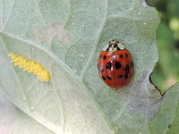 lienka / slunéčko východní Harmonia axyridis Pallas, 1773