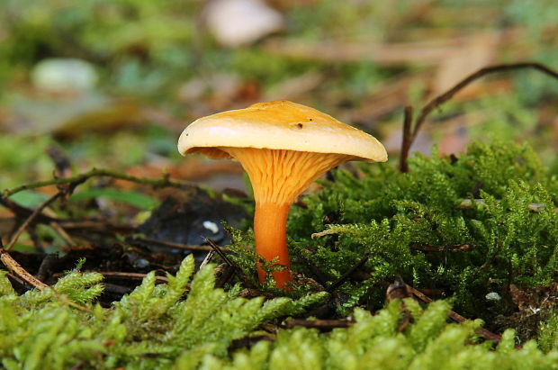 líška oranžová Hygrophoropsis aurantiaca (Wulfen) Maire