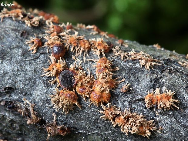 drevovček Howeov Hypoxylon howeanum Peck