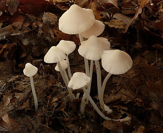 prilbička Mycena sp.