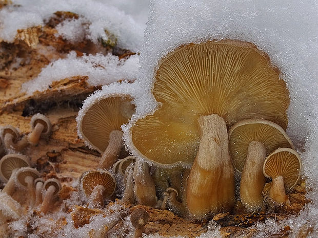 strmuľkovec drevný Ossicaulis lignatilis (Pers.) Redhead & Ginns