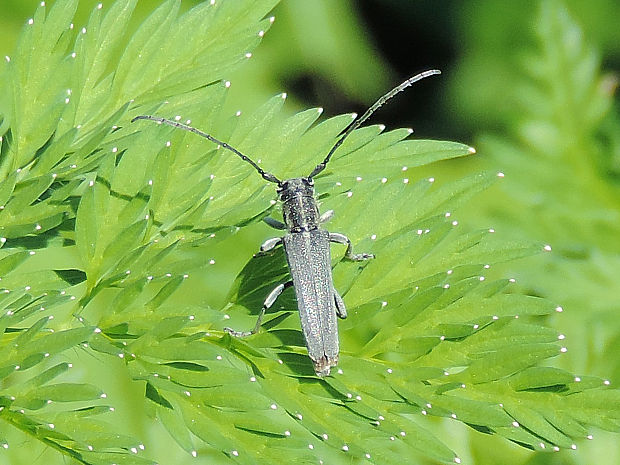 vrzúnik / kozlíček kovolesklý Phytoecia (Opsilia) coerulescens Scopoli, 1763