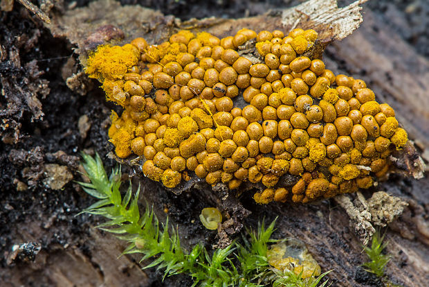 vlasnačka Trichia sp.