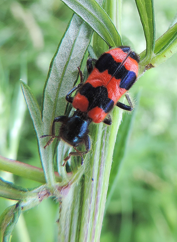 pestroš včelí / pestrokrovečník včelový Trichodes apiarius Linnaeus, 1758