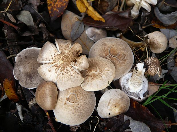 čírovka sivookrová Tricholoma scalpturatum (Fr.) Quél.