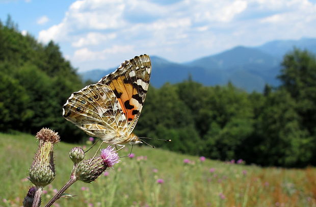 babôčka bodliaková Vanessa cardui