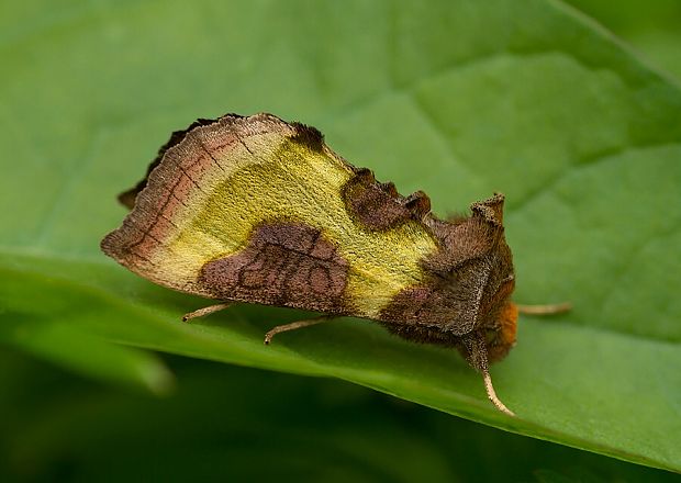 mora Tuttova Diachrysia stenochrysis