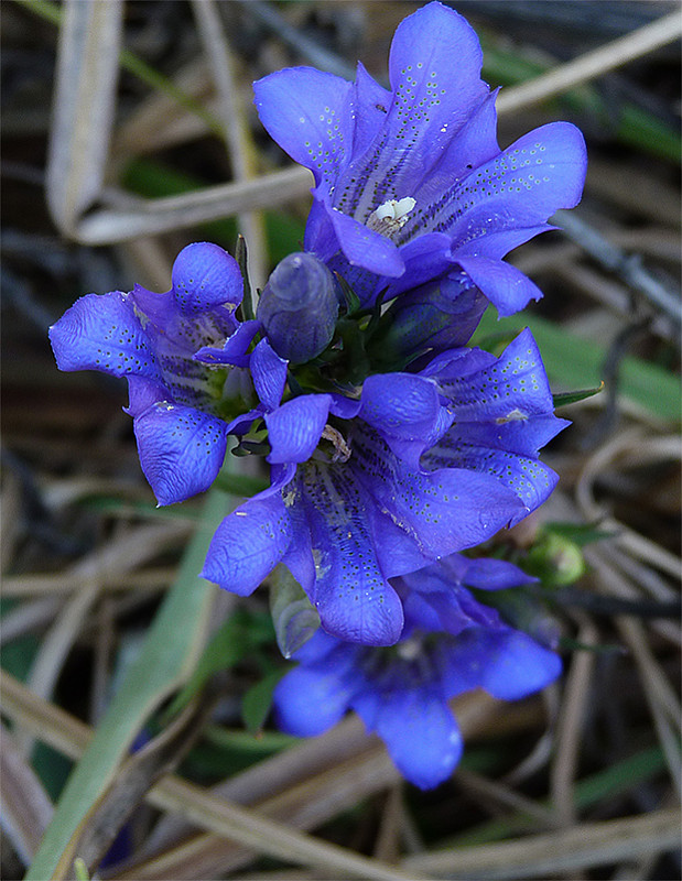 horec pľúcny Gentiana pneumonanthe L.