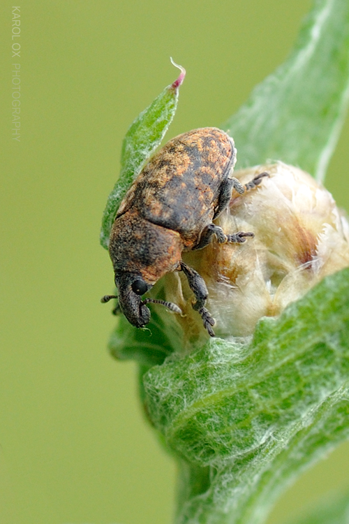 nosáčik Larinus turbinatus