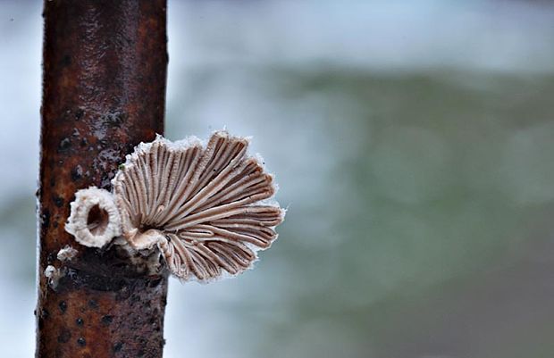 klanolupeňovka obyčajná Schizophyllum commune Fr.