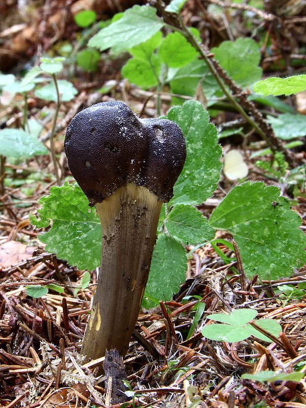 žezlovka hlavičkatá Tolypocladium capitatum (Holmsk.) Quandt, Kepler & Spatafora