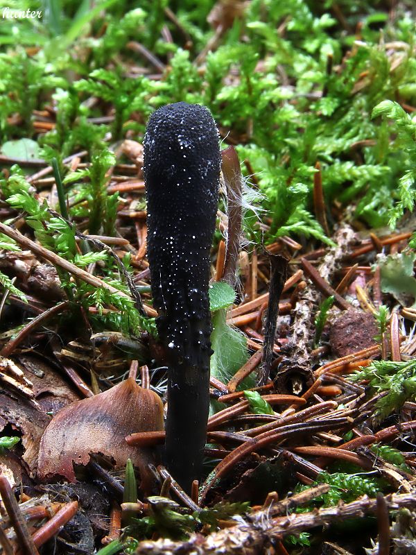 žezlovka srnková Tolypocladium ophioglossoides (J.F. Gmel.) Quandt, Kepler & Spatafora