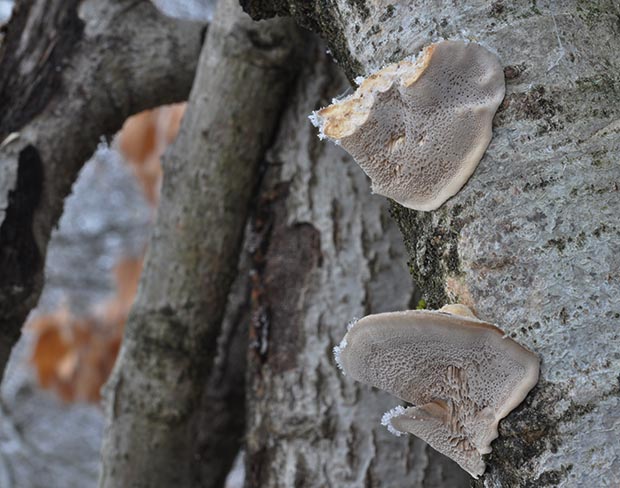 trúdnikovec voňavý Trametes suaveolens (L.) Fr.