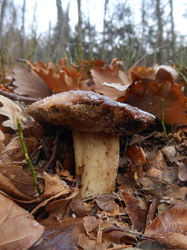 hríb smrekový Boletus edulis Bull.