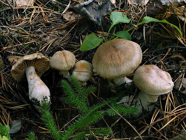 pavučinovec kremencový Cortinarius quarciticus H. Lindstr.