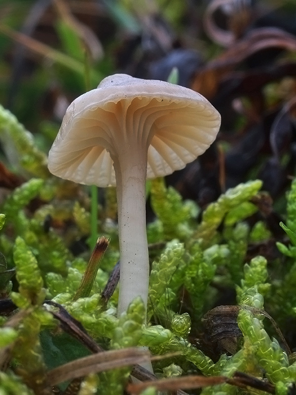 lúčnica snehobiela Cuphophyllus virgineus (Wulfen) Kovalenko