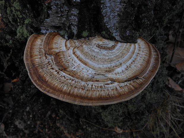 sieťkovček červenkastý Daedaleopsis confragosa (Bolton) J. Schröt.