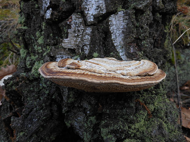 sieťkovček červenkastý Daedaleopsis confragosa (Bolton) J. Schröt.