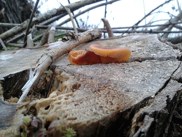 plamienka Flammulina sp.