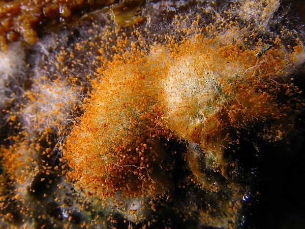 hubožer oranžový Hypomyces cf. aurantius (Pers.) Fuckel