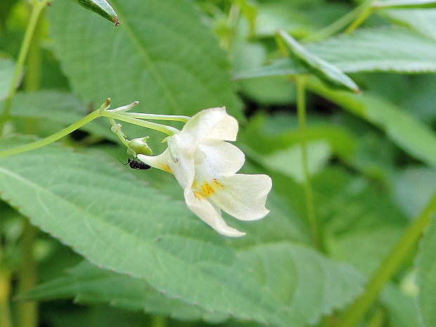 netýkavka malokvetá / netýkavka malokvětá Impatiens parviflora DC.