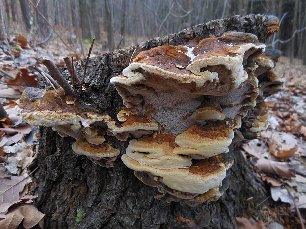 ryšavec lúčový Inonotus radiatus (Sowerby) P. Karst.