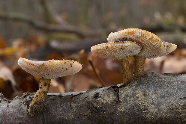 trúdnik zimný Lentinus brumalis (Pers.) Zmitr.