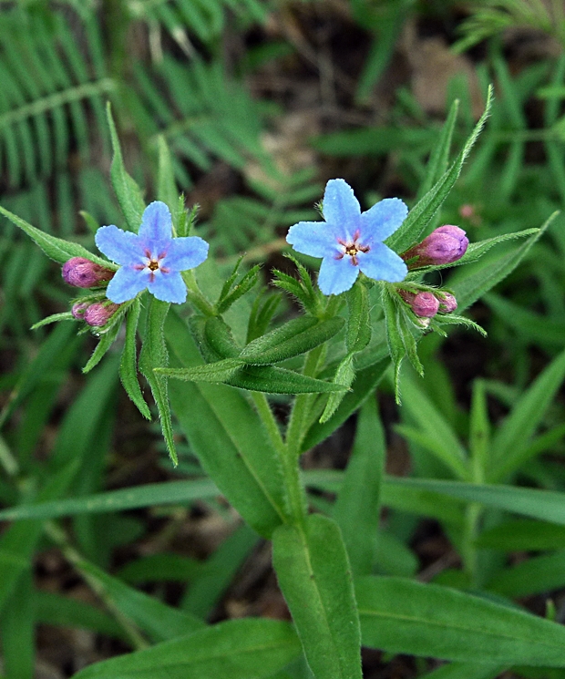 kamienka modropurpurová Lithospermum purpurocaeruleum L.