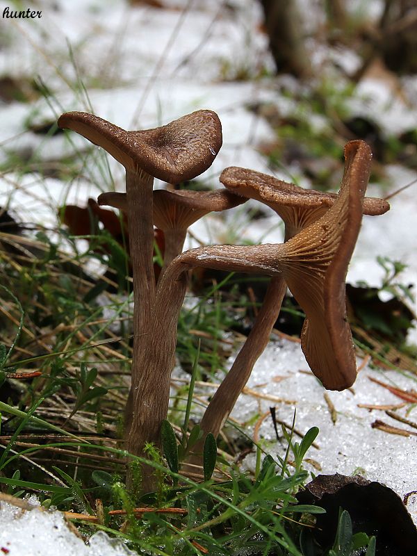 strmulica čiaškovitá Pseudoclitocybe cyathiformis (Bull.) Singer