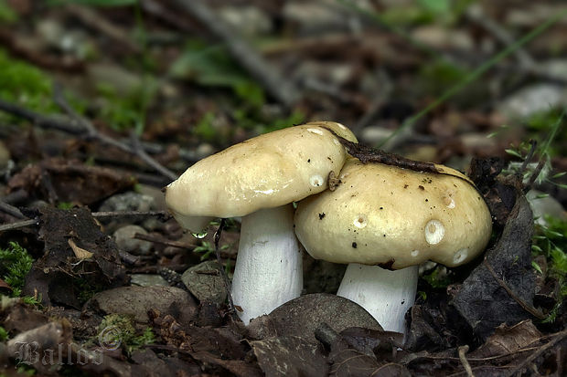 plávka hlinovožltá Russula ochroleuca Fr.