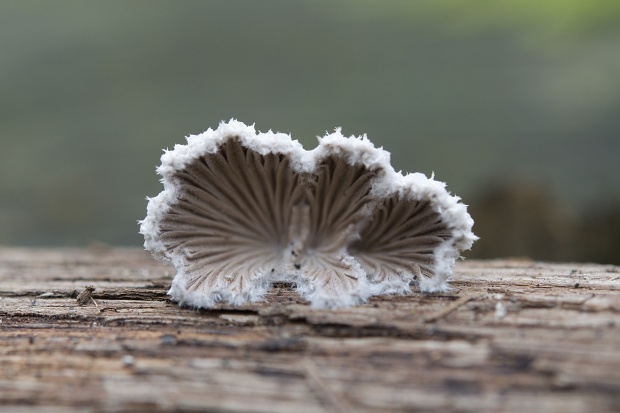 klanolupeňovka obyčajná Schizophyllum commune Fr.