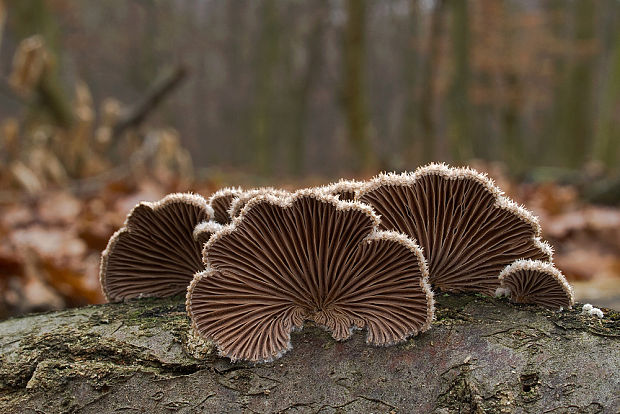 klanolupeňovka obyčajná Schizophyllum commune Fr.