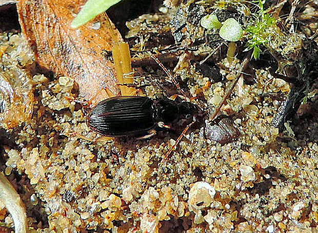 behúnik / šídlatec Bembidion sp.