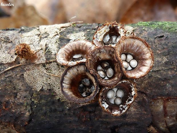 čiaškovec pásikavý Cyathus striatus (Huds.) Willd.