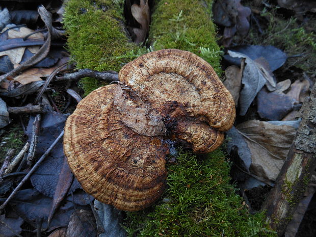 sieťkovček červenkastý Daedaleopsis confragosa (Bolton) J. Schröt.