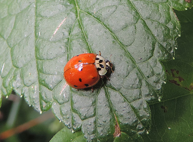 lienka / slunéčko východní Harmonia axyridis  Pallas, 1773