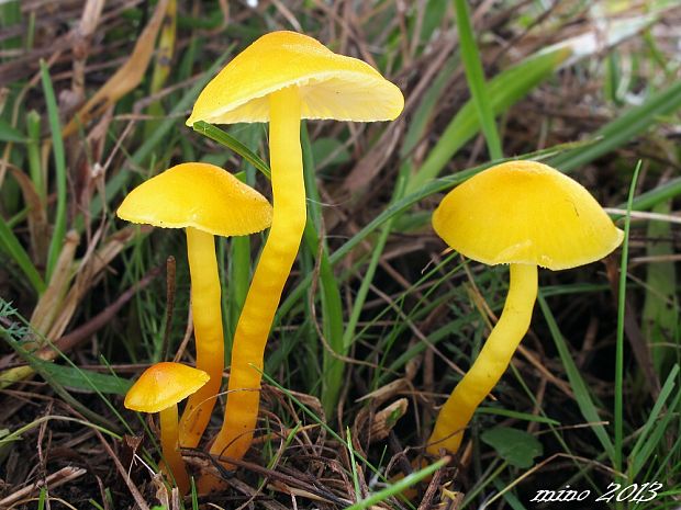 lúčnica vosková Hygrocybe ceracea (Wulfen) P. Kumm.