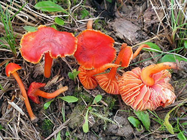 lúčnica hnednúca Hygrocybe phaeococcinea (Arnolds) Bon