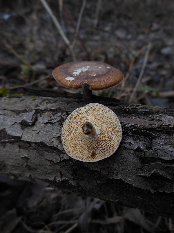 trúdnik zimný Lentinus brumalis (Pers.) Zmitr.