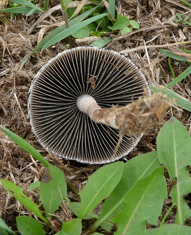 zvoncovec obyčajný Panaeolus papilionaceus (Bull.) Quél.