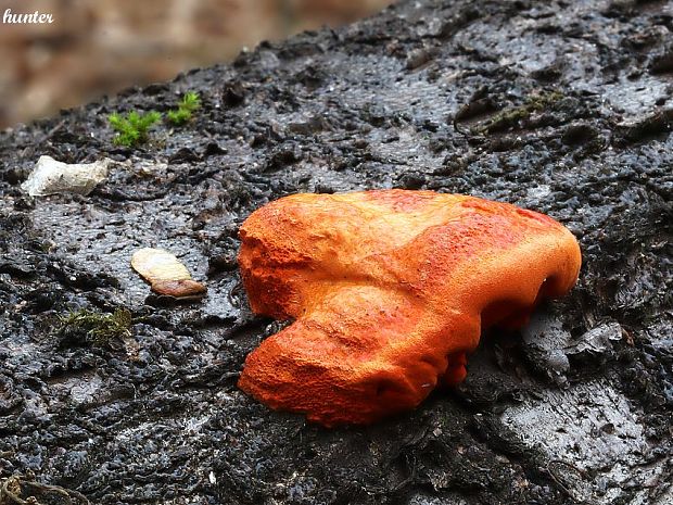 červenica rumelková Pycnoporus cinnabarinus (Jacq.) P. Karst.