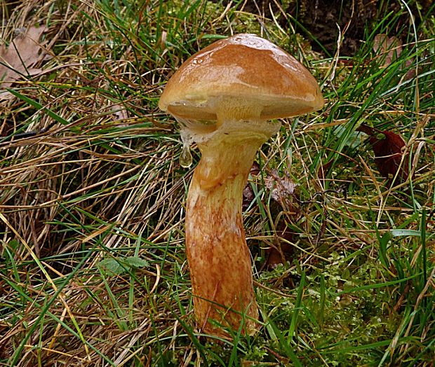 masliak smrekovcový Suillus grevillei (Klotzsch) Singer