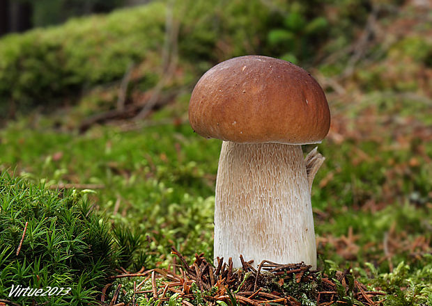 hríb smrekový Boletus edulis Bull.