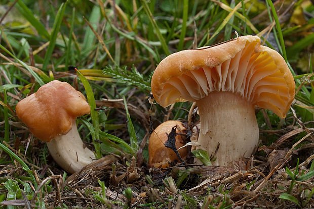 lúčnica statná Cuphophyllus pratensis (Fr.) Bon