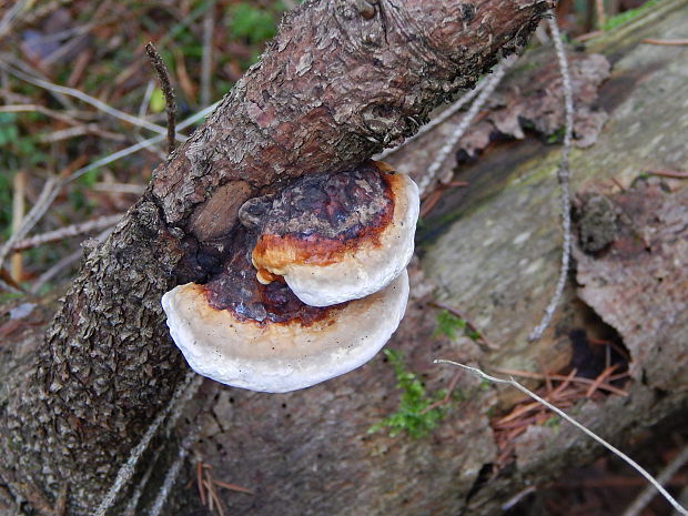 práchnovček pásikavý Fomitopsis pinicola (Sw.) P. Karst.